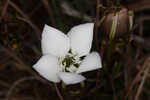 Wiregrass gentian